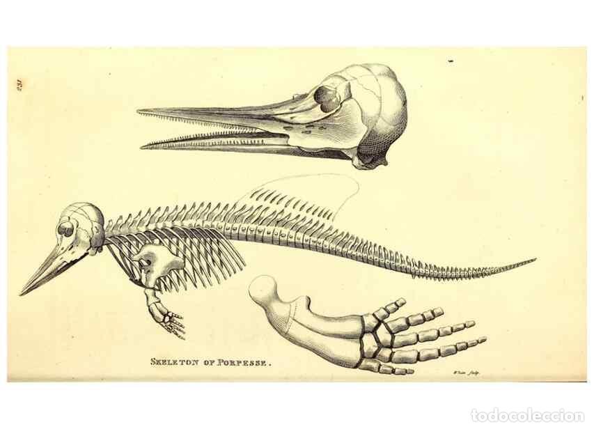 Collectionnisme de Revues et Journaux: Reproducci&oacute;n/Reproduction 49826865092: General zoology, or Systematic natural history. London,Printe