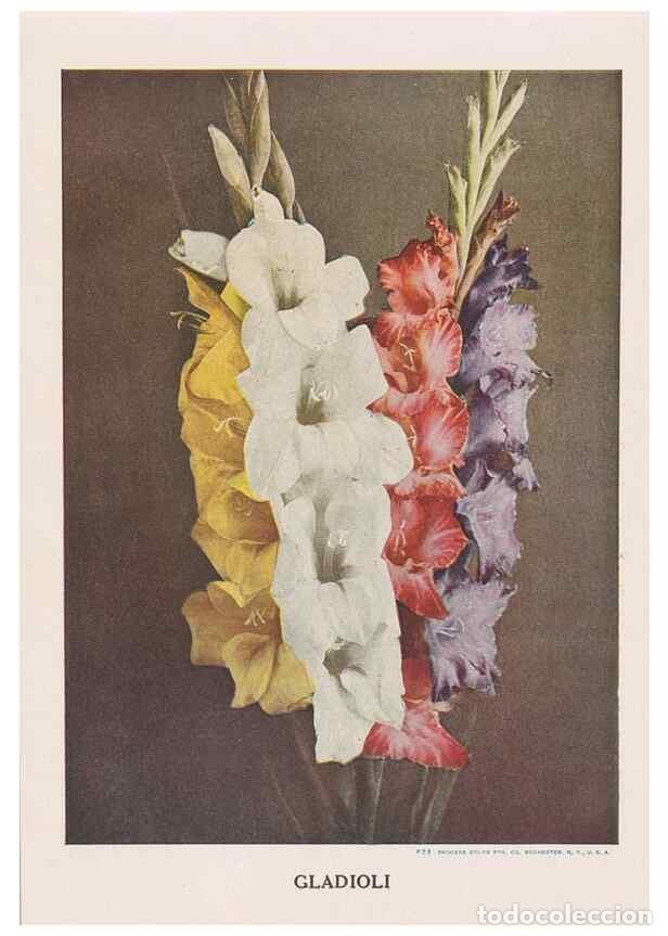 Collectionnisme de Revues et Journaux: Reproducci&oacute;n/Reproduction 49830646068: Descriptive plate-book. Newark, N.Y. :Knight & Bostwick,[19--