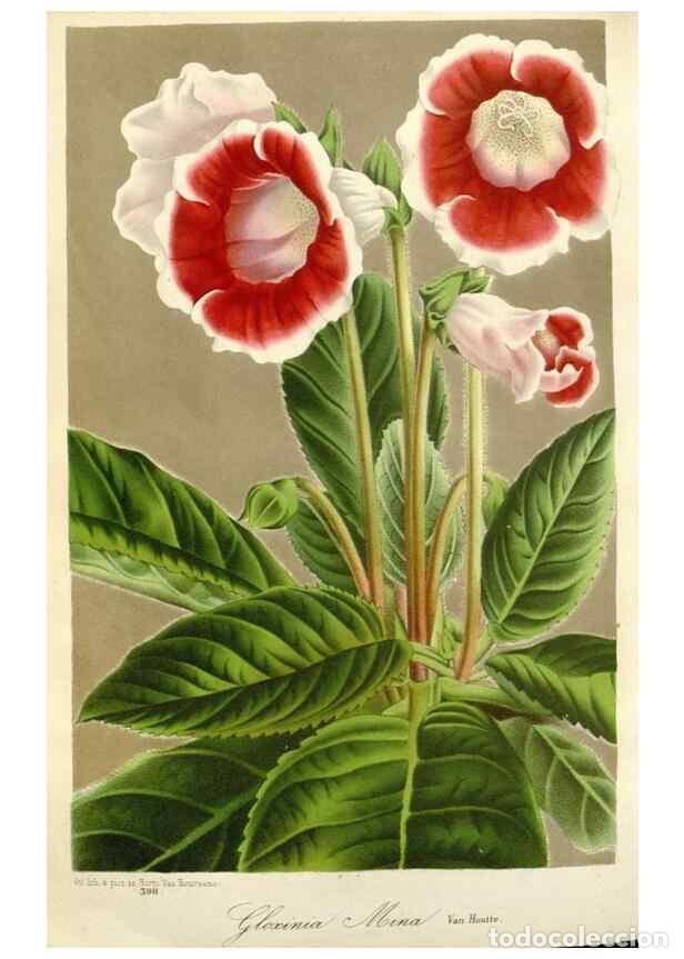 Colecionismo de Revistas e Jornais: Reproducci&oacute;n/Reproduction 49588961911: Flore des serres et des jardins de l'Europe. A Gand :chez Lou