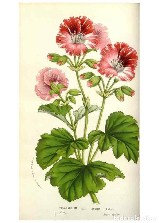 Colecionismo de Revistas e Jornais: Reproducci&oacute;n/Reproduction 49584583056: Flore des serres et des jardins de l'Europe. A Gand :chez Lou