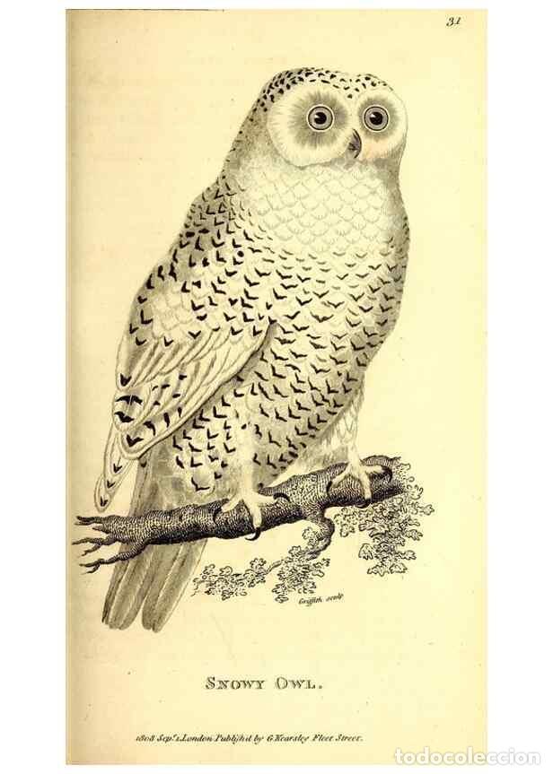 Colecionismo de Revistas e Jornais: Reproducci&oacute;n/Reproduction 49830063761: General zoology, or Systematic natural history. London,Printe