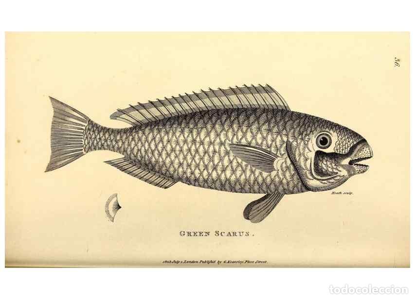 Colecionismo de Revistas e Jornais: Reproducci&oacute;n/Reproduction 49826974772: General zoology, or Systematic natural history. London,Printe