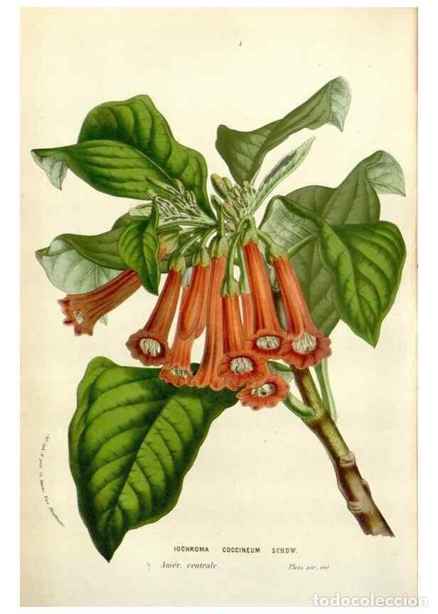 Colecionismo de Revistas e Jornais: Reproducci&oacute;n/Reproduction 49584832622: Flore des serres et des jardins de l'Europe. A Gand :chez Lou