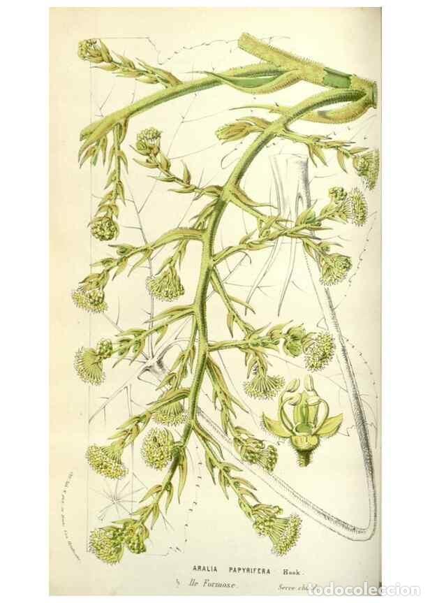 Colecionismo de Revistas e Jornais: Reproducci&oacute;n/Reproduction 49584585111: Flore des serres et des jardins de l'Europe. A Gand :chez Lou