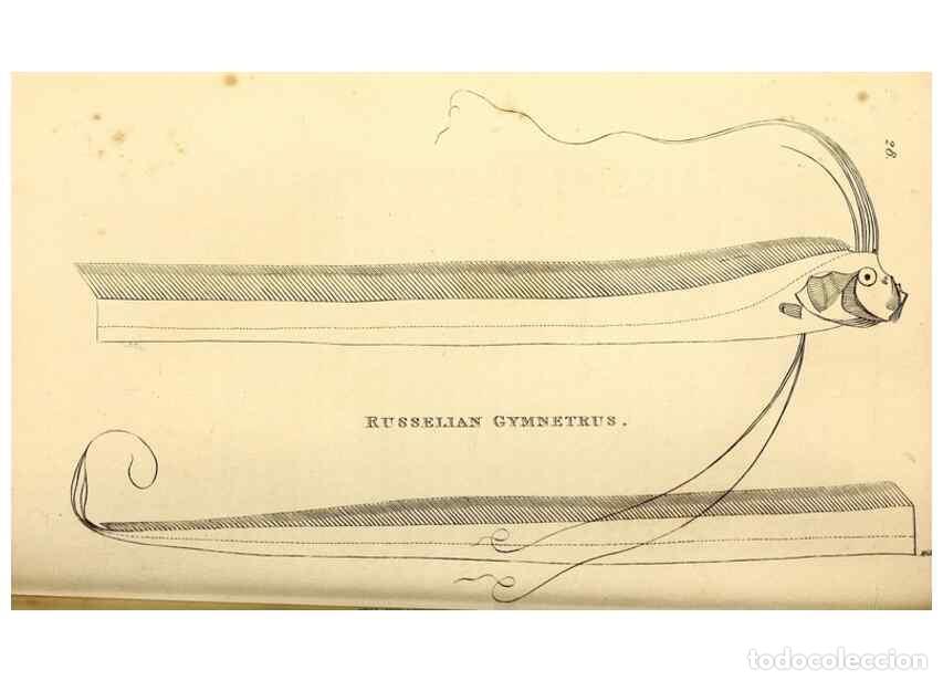 Colecionismo de Revistas e Jornais: Reproducci&oacute;n/Reproduction 49826966312: General zoology, or Systematic natural history. London,Printe