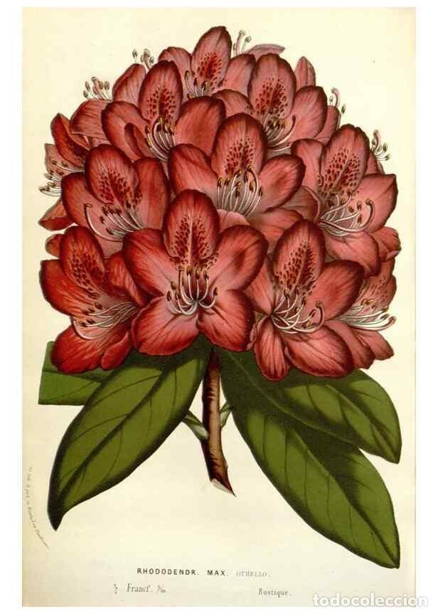 Colecionismo de Revistas e Jornais: Reproducci&oacute;n/Reproduction 49584603401: Flore des serres et des jardins de l'Europe. A Gand :chez Lou