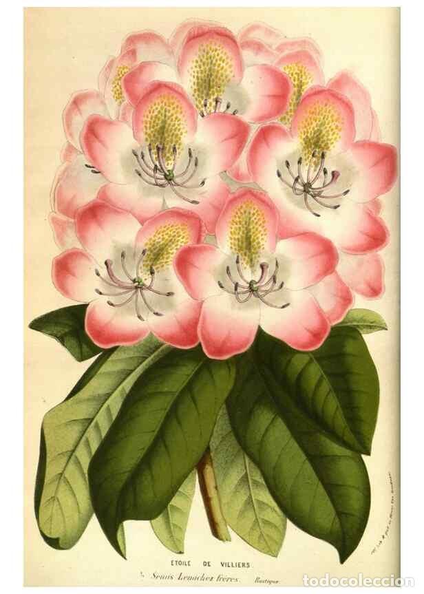 Colecionismo de Revistas e Jornais: Reproducci&oacute;n/Reproduction 49584189571: Flore des serres et des jardins de l'Europe. A Gand :chez Lou