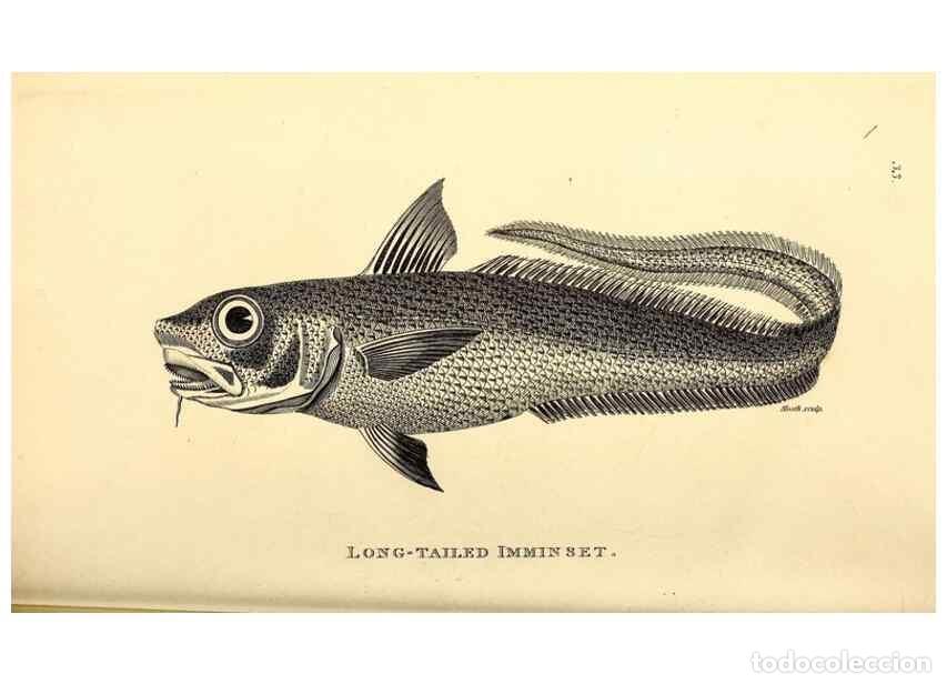 Colecionismo de Revistas e Jornais: Reproducci&oacute;n/Reproduction 49826653171: General zoology, or Systematic natural history. London,Printe