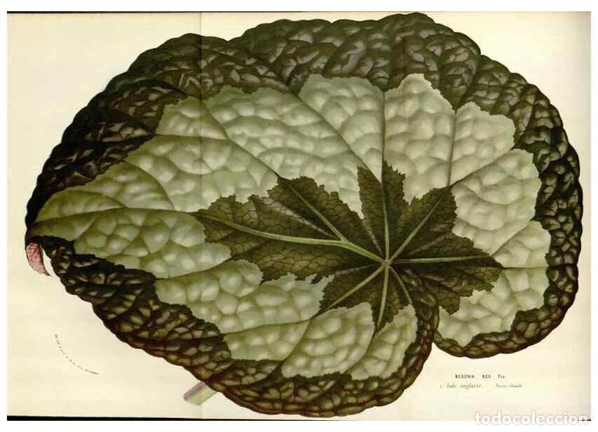 Colecionismo de Revistas e Jornais: Reproducci&oacute;n/Reproduction 49584101803: Flore des serres et des jardins de l'Europe. A Gand :chez Lou