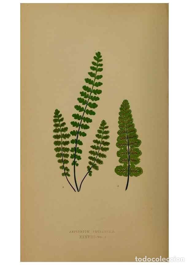 Colecionismo de Revistas e Jornais: Reproducci&oacute;n/Reproduction 49626360968: Ferns: British and exotic.... London,Groombridge and Sons,185