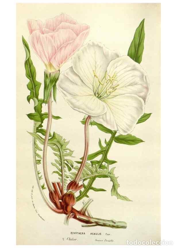 Colecionismo de Revistas e Jornais: Reproducci&oacute;n/Reproduction 49584594536: Flore des serres et des jardins de l'Europe. A Gand :chez Lou