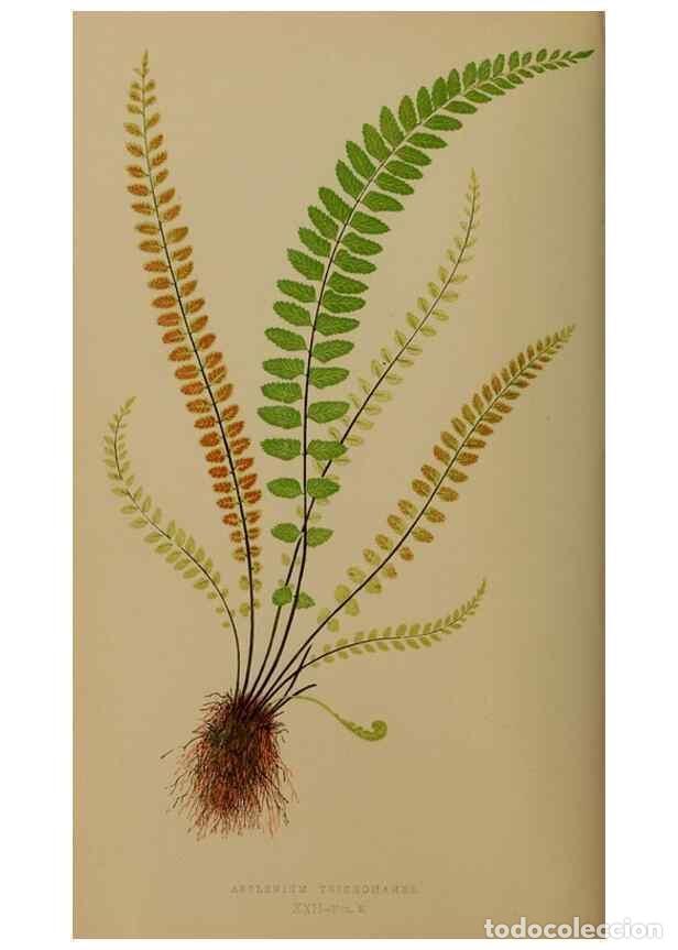 Colecionismo de Revistas e Jornais: Reproducci&oacute;n/Reproduction 49627147352: Ferns: British and exotic.... London,Groombridge and Sons,185