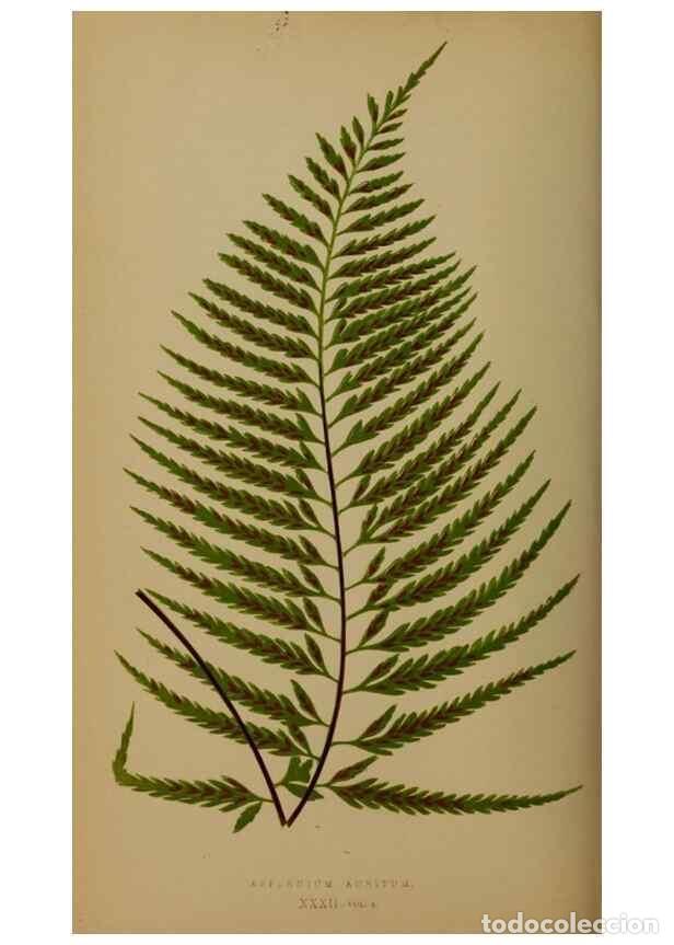 Collezionismo di Riviste e Giornali: Reproducci&oacute;n/Reproduction 49626877276: Ferns: British and exotic.... London,Groombridge and Sons,185