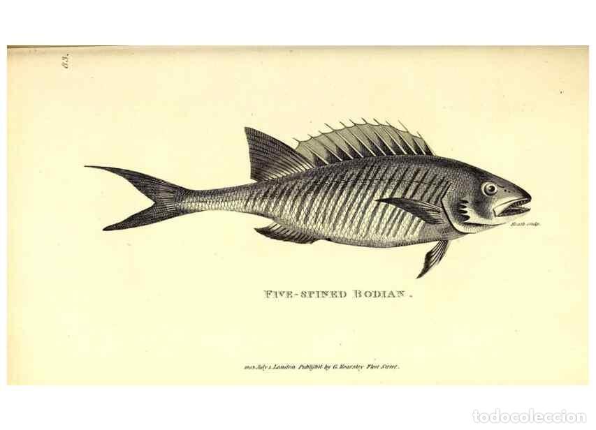Collezionismo di Riviste e Giornali: Reproducci&oacute;n/Reproduction 49826983817: General zoology, or Systematic natural history. London,Printe