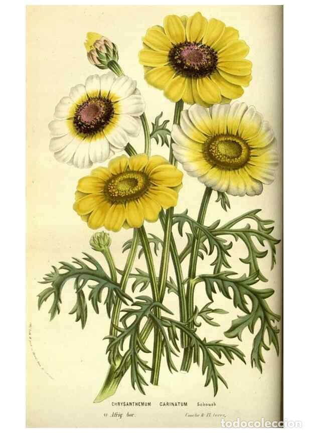 Collezionismo di Riviste e Giornali: Reproducci&oacute;n/Reproduction 49584193871: Flore des serres et des jardins de l'Europe. A Gand :chez Lou