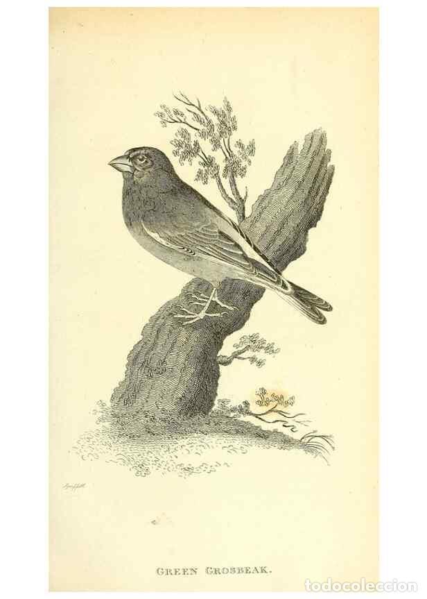 Collezionismo di Riviste e Giornali: Reproducci&oacute;n/Reproduction 49830252748: General zoology, or Systematic natural history. London,Printe