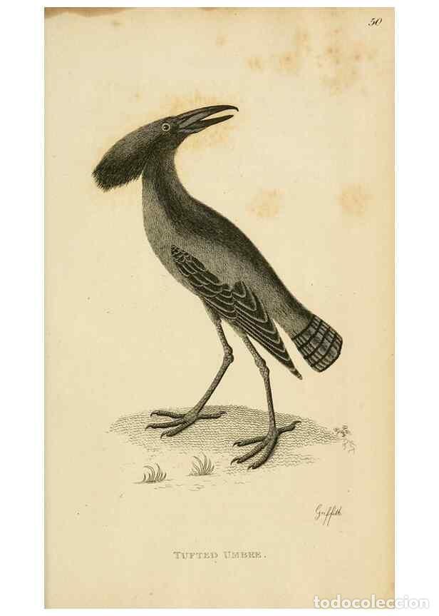 Collezionismo di Riviste e Giornali: Reproducci&oacute;n/Reproduction 49831183792: General zoology, or Systematic natural history. London,Printe