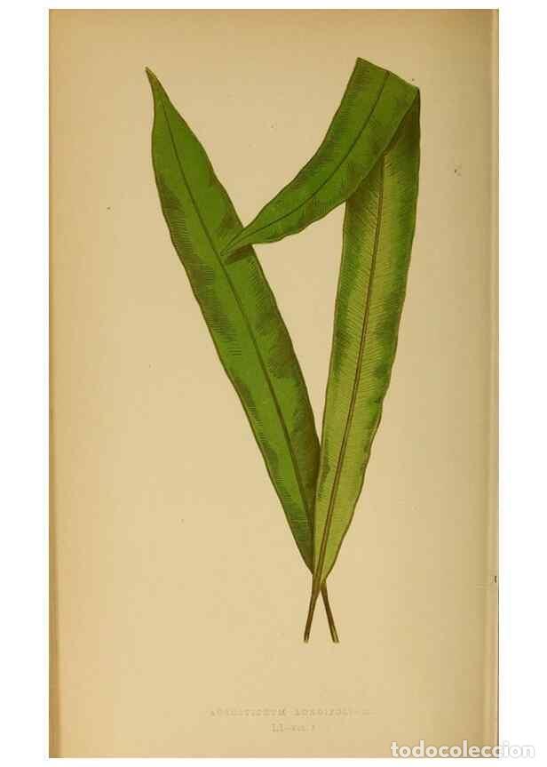 Collezionismo di Riviste e Giornali: Reproducci&oacute;n/Reproduction 49628475107: Ferns: British and exotic.... London,Groombridge and Sons,185