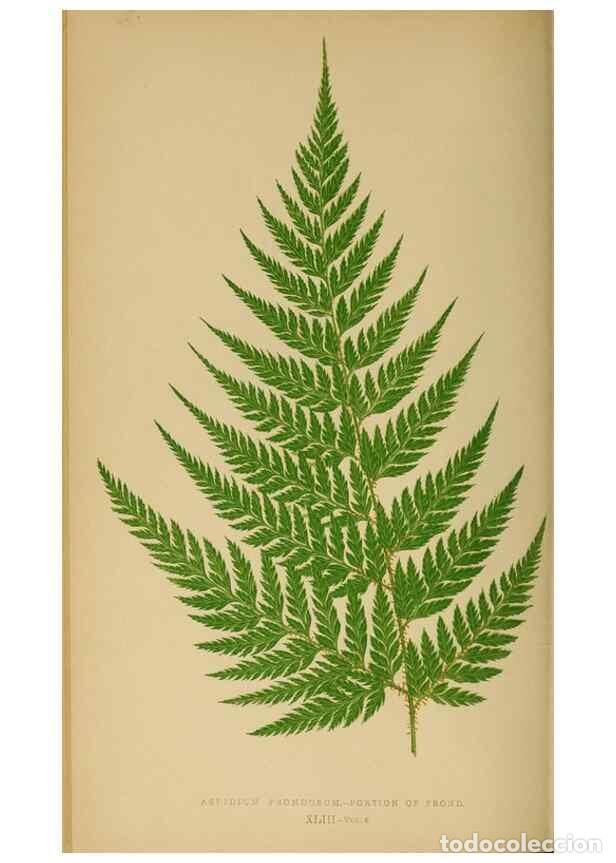 Collezionismo di Riviste e Giornali: Reproducci&oacute;n/Reproduction 49626713603: Ferns: British and exotic.... London,Groombridge and Sons,185