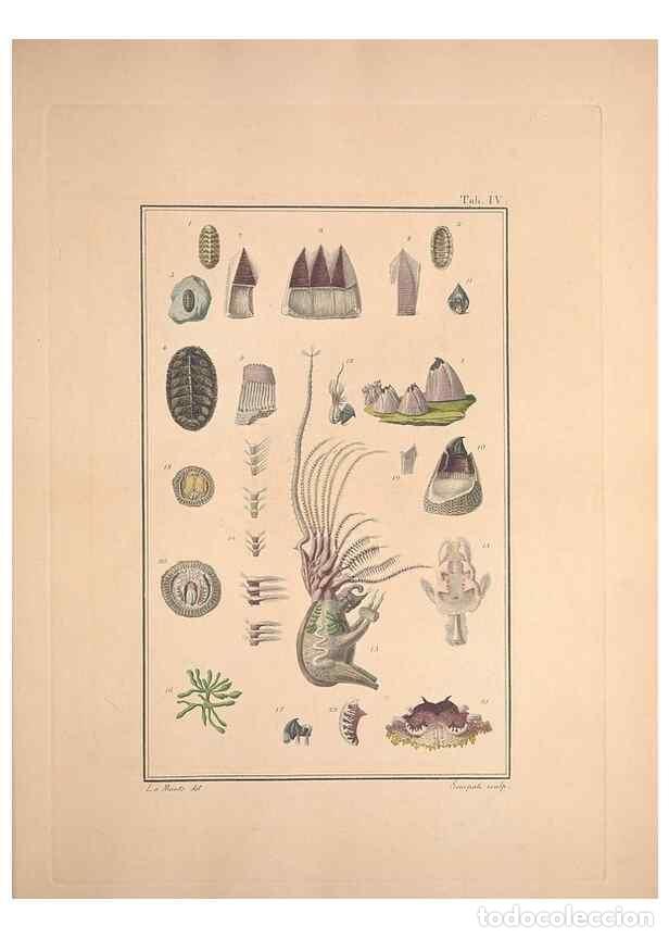 Collezionismo di Riviste e Giornali: Reproducci&oacute;n/Reproduction 49831136917: Testacea utriusque Siciliae eorumque historia et anatome :. P