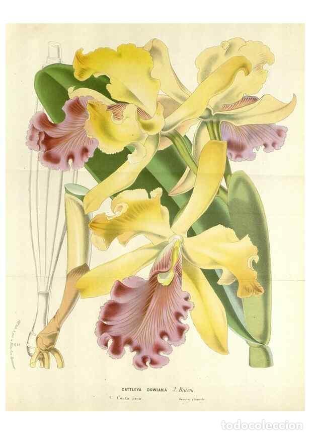 Collezionismo di Riviste e Giornali: Reproducci&oacute;n/Reproduction 49588474393: Flore des serres et des jardins de l'Europe. A Gand :chez Lou