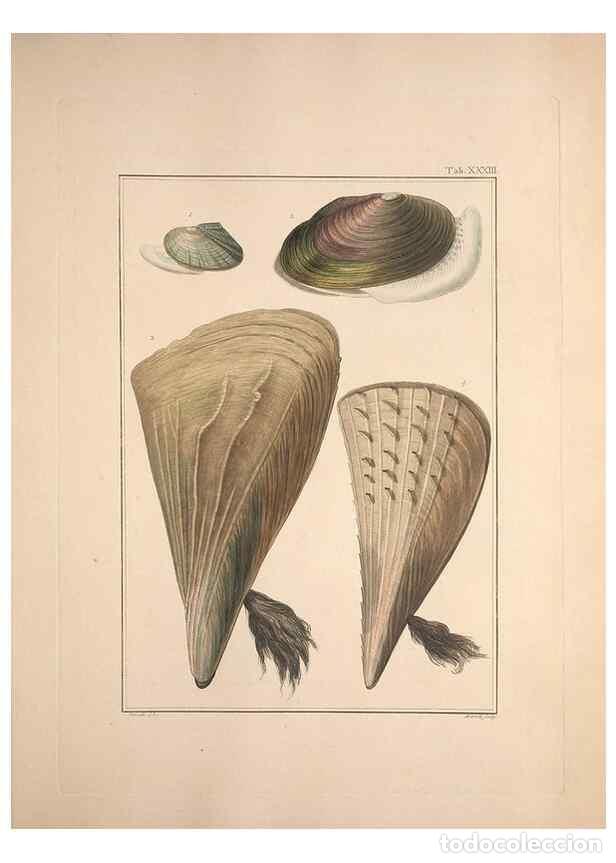 Collection Magazines and Newspapers: Reproducci&oacute;n/Reproduction 49831159972: Testacea utriusque Siciliae eorumque historia et anatome :. P