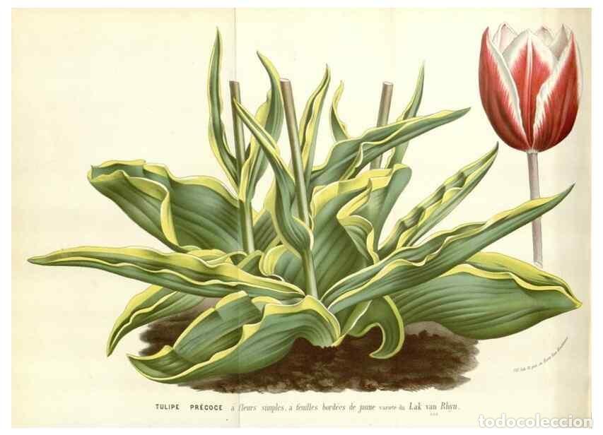 Collection Magazines and Newspapers: Reproducci&oacute;n/Reproduction 49588959246: Flore des serres et des jardins de l'Europe. A Gand :chez Lou