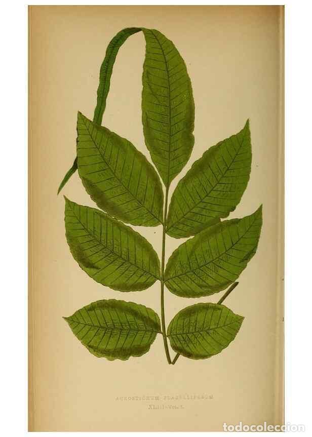 Collection Magazines and Newspapers: Reproducci&oacute;n/Reproduction 49627681853: Ferns: British and exotic.... London,Groombridge and Sons,185