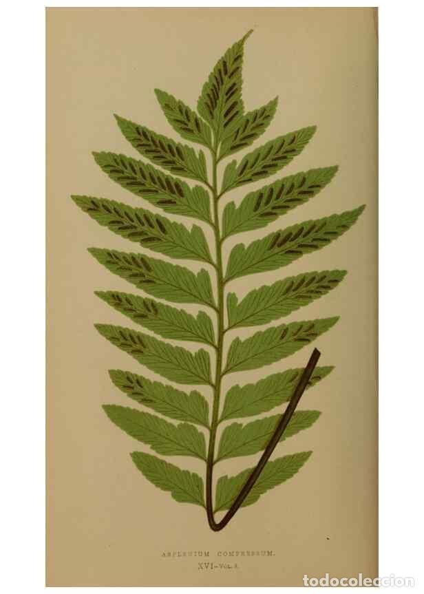 Collection Magazines and Newspapers: Reproducci&oacute;n/Reproduction 49627145912: Ferns: British and exotic.... London,Groombridge and Sons,185