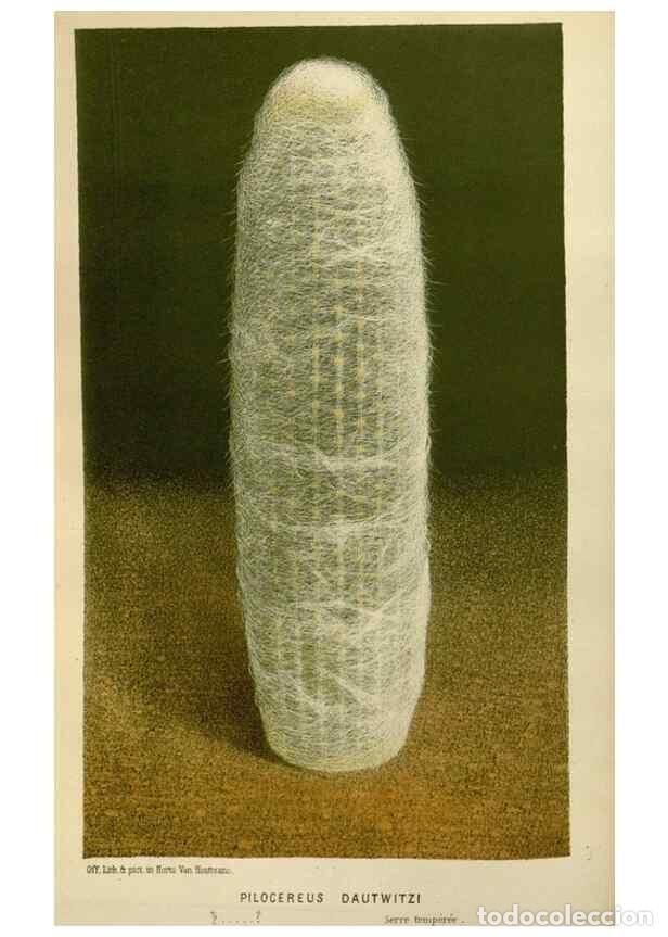 Collection Magazines and Newspapers: Reproducci&oacute;n/Reproduction 49588260856: Flore des serres et des jardins de l'Europe. A Gand :chez Lou