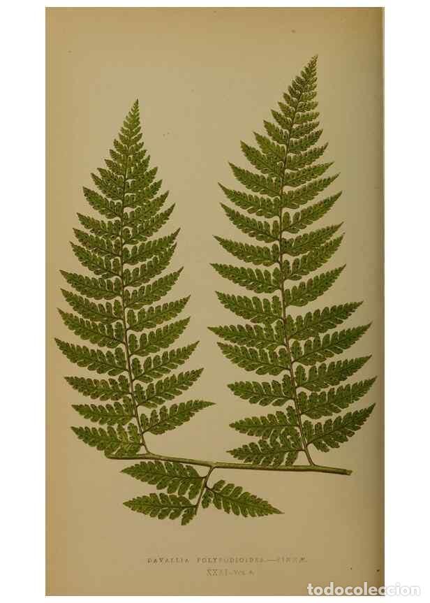 Collection Magazines and Newspapers: Reproducci&oacute;n/Reproduction 49627958238: Ferns: British and exotic.... London,Groombridge and Sons,185