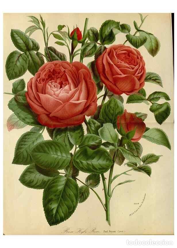 Collection Magazines and Newspapers: Reproducci&oacute;n/Reproduction 49587768598: Flore des serres et des jardins de l'Europe. A Gand :chez Lou