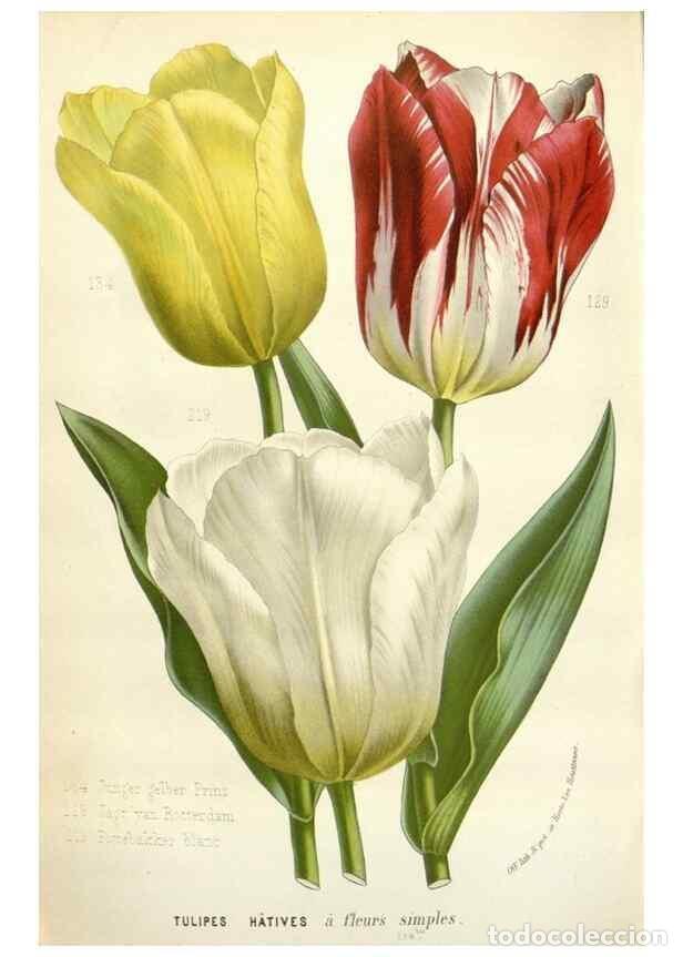 Collection Magazines and Newspapers: Reproducci&oacute;n/Reproduction 49588958476: Flore des serres et des jardins de l'Europe. A Gand :chez Lou