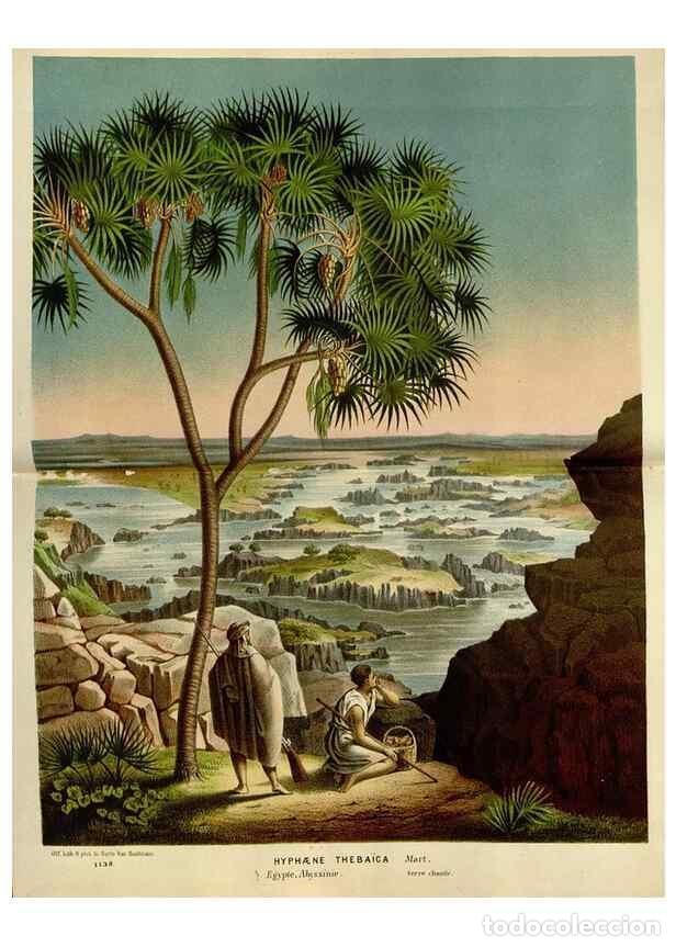 Collection Magazines and Newspapers: Reproducci&oacute;n/Reproduction 49588502352: Flore des serres et des jardins de l'Europe. A Gand :chez Lou