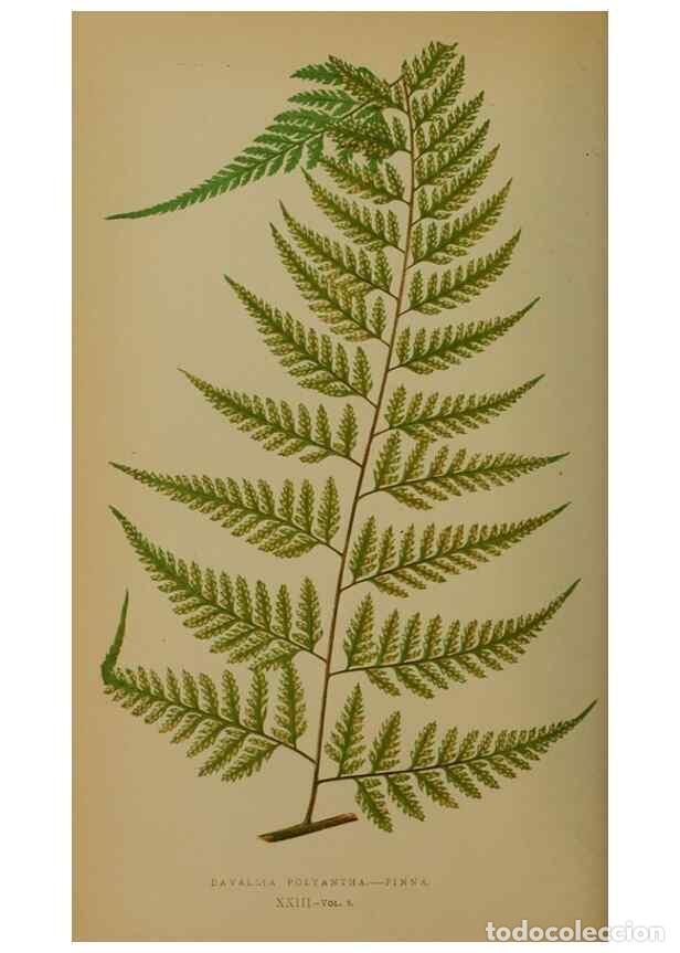 Collection Magazines and Newspapers: Reproducci&oacute;n/Reproduction 49628476436: Ferns: British and exotic.... London,Groombridge and Sons,185