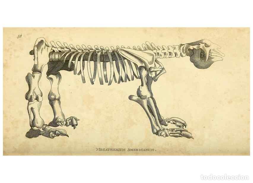 Sammeln von Zeitschriften und Zeitungen: Reproducci&oacute;n/Reproduction 49825885723: General zoology, or Systematic natural history. London,Printe