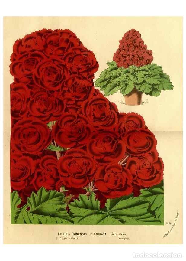 Collezionismo di Riviste e Giornali: Reproducci&oacute;n/Reproduction 49588382072: Flore des serres et des jardins de l'Europe. A Gand :chez Lou