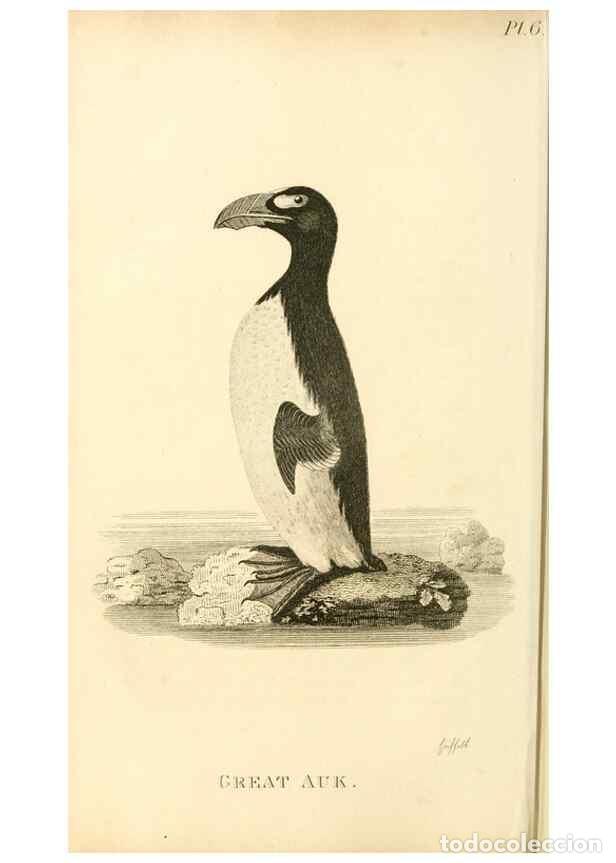 Collezionismo di Riviste e Giornali: Reproducci&oacute;n/Reproduction 49831331862: General zoology, or Systematic natural history. London,Printe