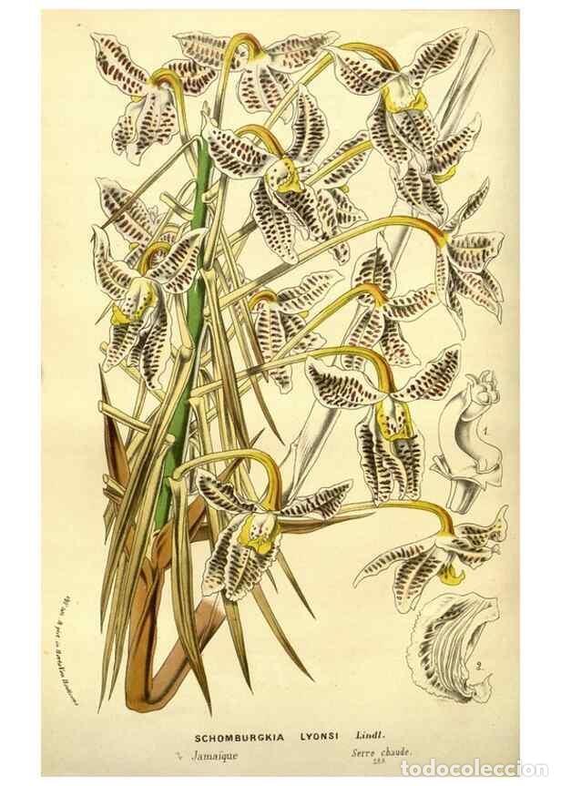 Collezionismo di Riviste e Giornali: Reproducci&oacute;n/Reproduction 49588378127: Flore des serres et des jardins de l'Europe. A Gand :chez Lou