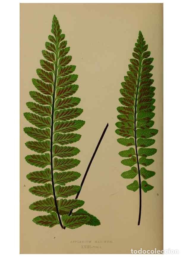 Collezionismo di Riviste e Giornali: Reproducci&oacute;n/Reproduction 49626357008: Ferns: British and exotic.... London,Groombridge and Sons,185