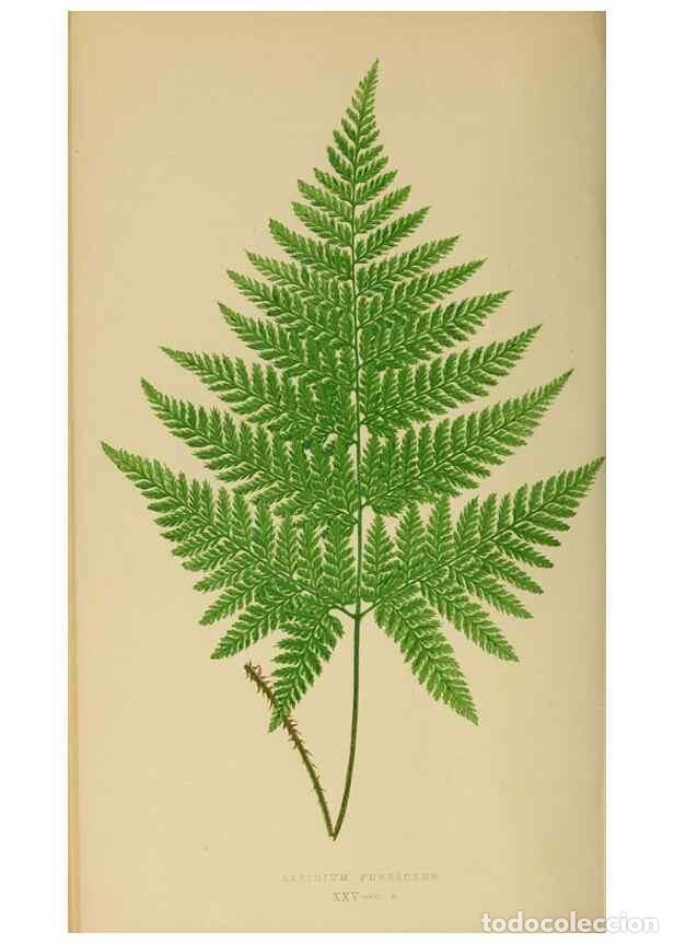 Collezionismo di Riviste e Giornali: Reproducci&oacute;n/Reproduction 49627226976: Ferns: British and exotic.... London,Groombridge and Sons,185