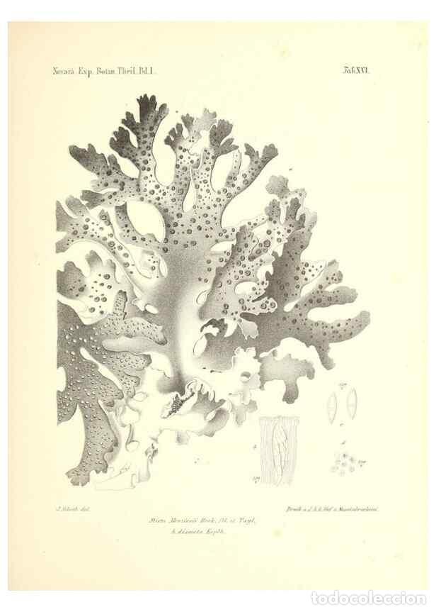 Collezionismo di Riviste e Giornali: Reproducci&oacute;n/Reproduction 49830691443: Reise der &ouml;sterreichischen Fregatte Novara. Wien,Kaiserlich-K