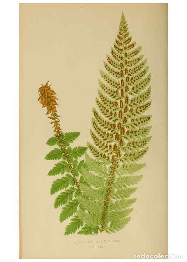 Collezionismo di Riviste e Giornali: Reproducci&oacute;n/Reproduction 49626706883: Ferns: British and exotic.... London,Groombridge and Sons,185