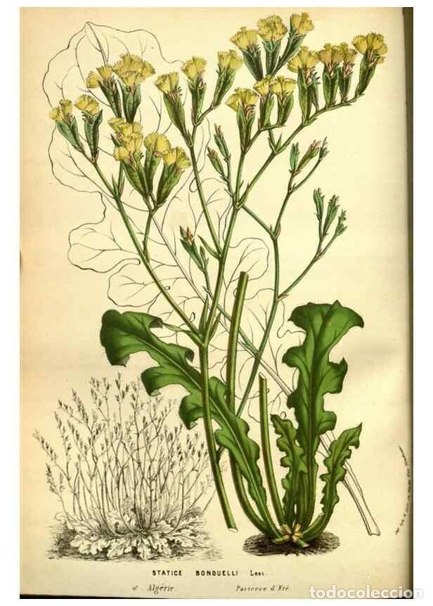 Collezionismo di Riviste e Giornali: Reproducci&oacute;n/Reproduction 49588133636: Flore des serres et des jardins de l'Europe. A Gand :chez Lou