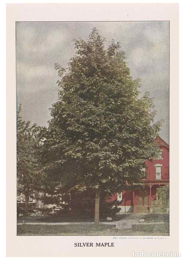 Collezionismo di Riviste e Giornali: Reproducci&oacute;n/Reproduction 49831219446: Descriptive plate-book. Newark, N.Y. :Knight & Bostwick,[19--