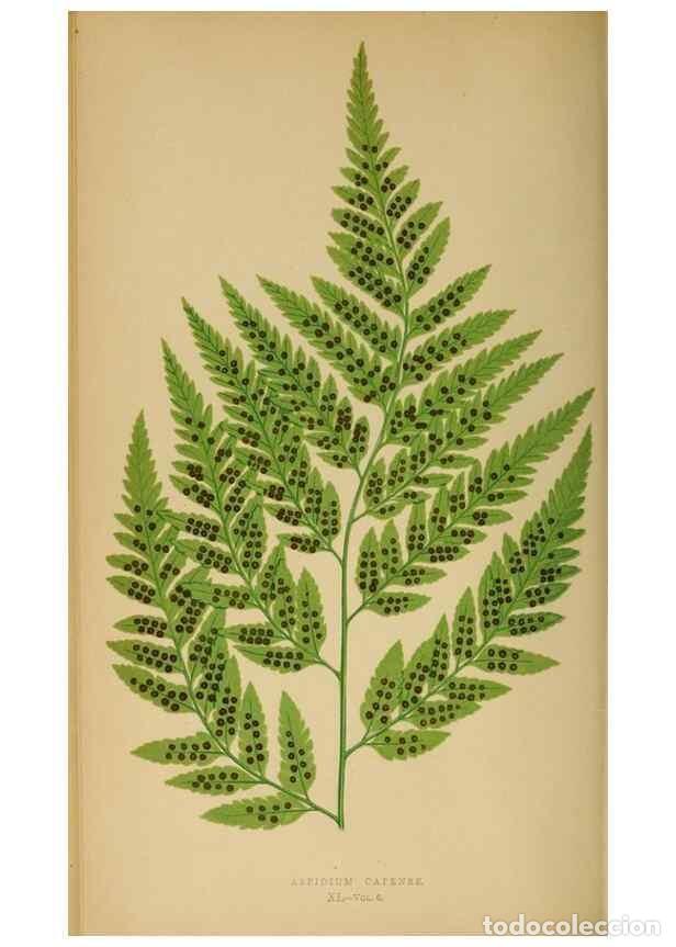 Collezionismo di Riviste e Giornali: Reproducci&oacute;n/Reproduction 49626712888: Ferns: British and exotic.... London,Groombridge and Sons,185