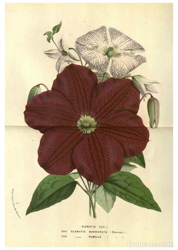 Collezionismo di Riviste e Giornali: Reproducci&oacute;n/Reproduction 49588361467: Flore des serres et des jardins de l'Europe. A Gand :chez Lou