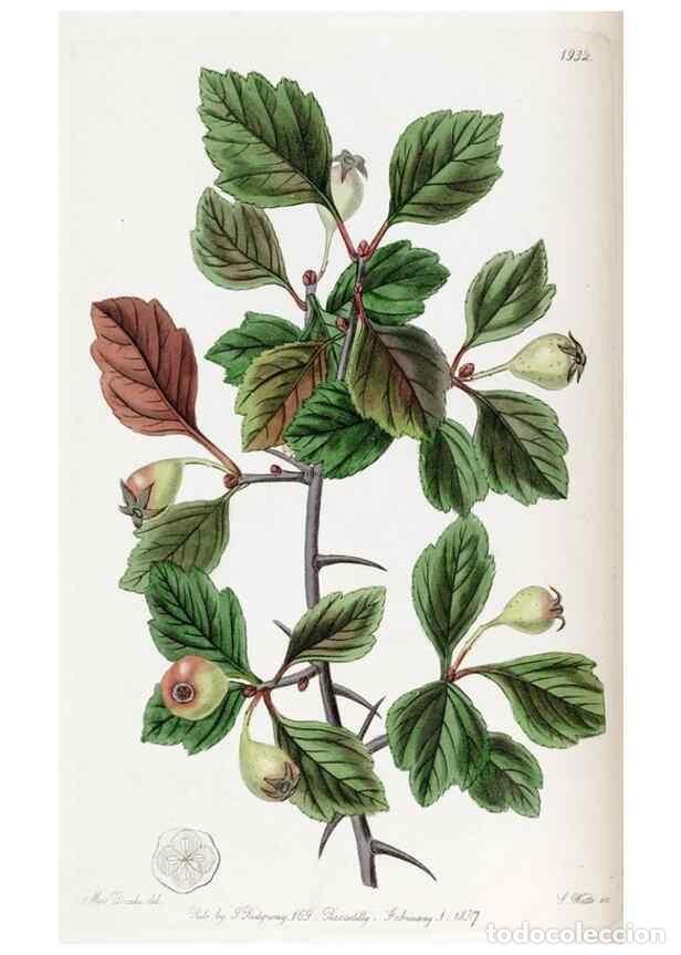 Collezionismo di Riviste e Giornali: Reproducci&oacute;n/Reproduction 49822022961: Edwards's botanical register.. London :James Ridgway,1829-184