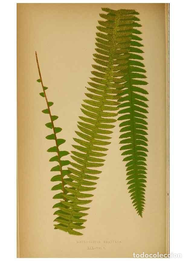 Collezionismo di Riviste e Giornali: Reproducci&oacute;n/Reproduction 49627676673: Ferns: British and exotic.... London,Groombridge and Sons,185