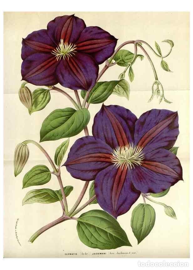 Collezionismo di Riviste e Giornali: Reproducci&oacute;n/Reproduction 49588946216: Flore des serres et des jardins de l'Europe. A Gand :chez Lou